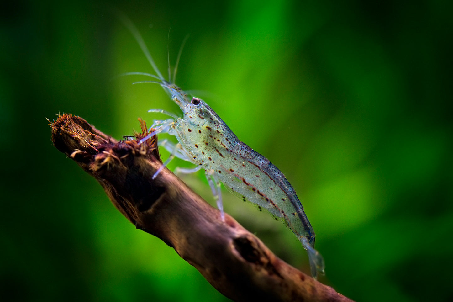 Amano Shrimp (Caridina multidentata) — Live Algae Eater