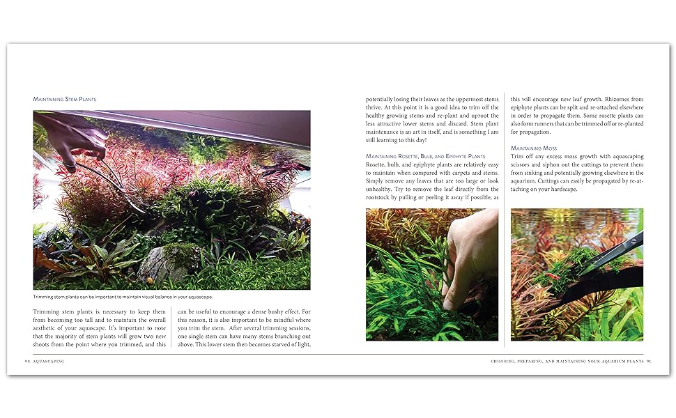 Aquascaping: A Step-by-Step Guide to Planting, Styling, and Maintaining Beautiful Aquariums