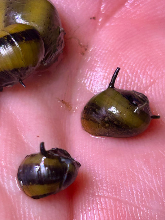 Horned Nerite Snail (Clithon corona / diadema) – Live Freshwater Algae Eating Snail