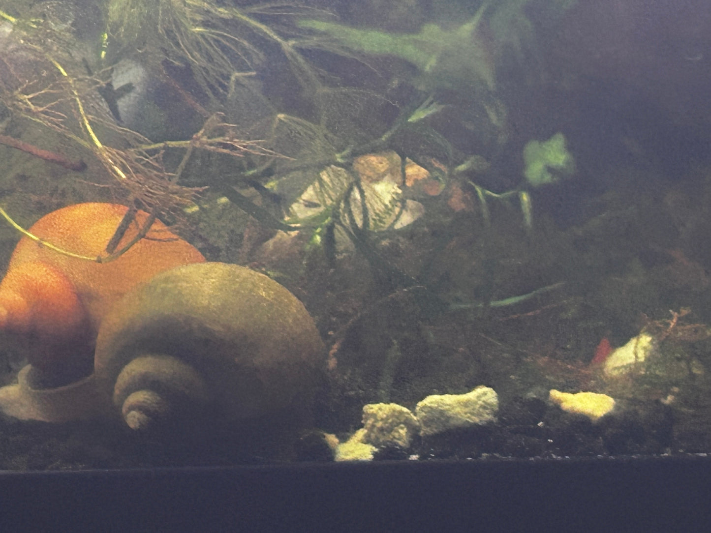 Mystery Snails - Variety of Colors
