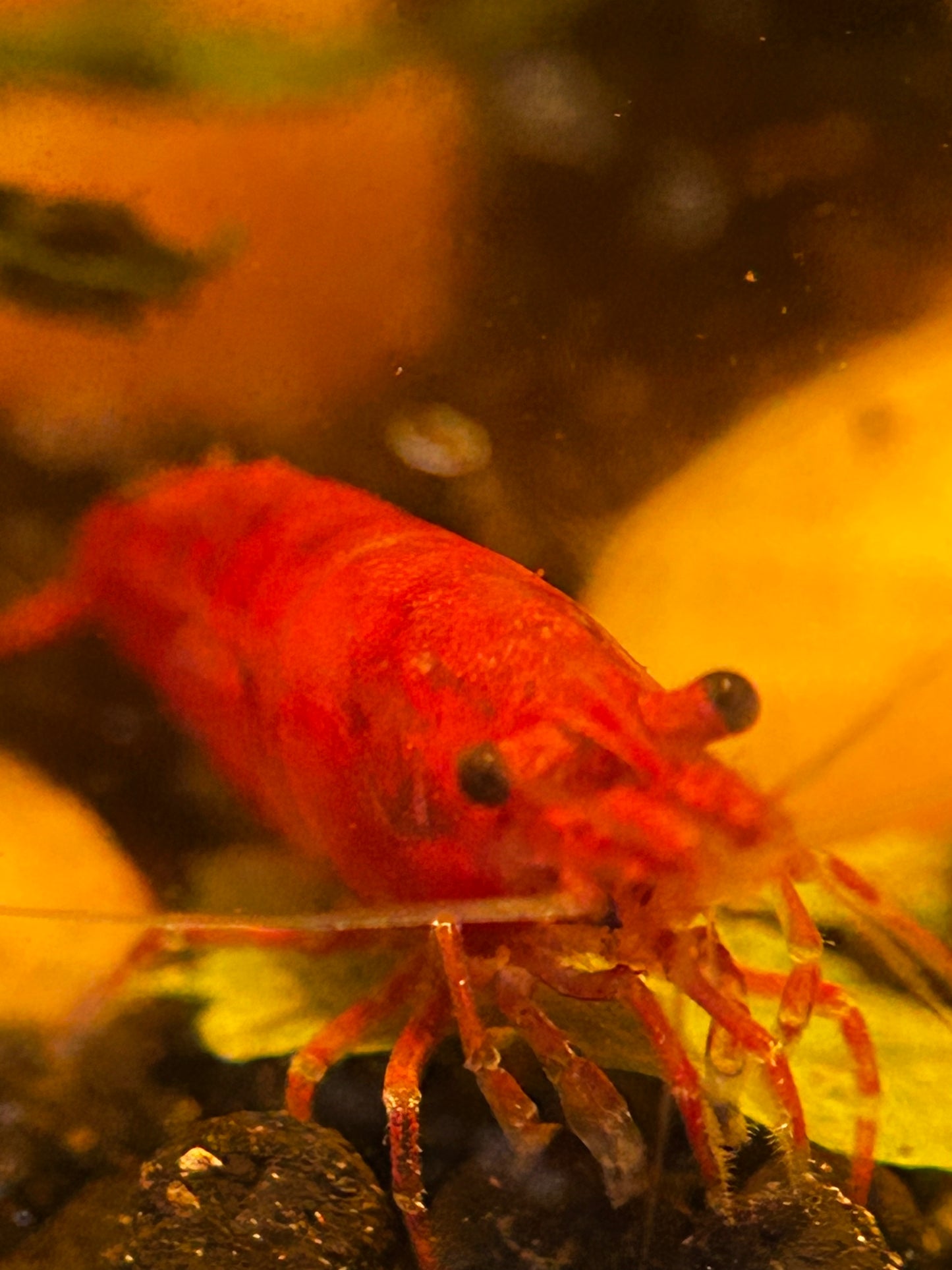 Red Cherry Shrimp