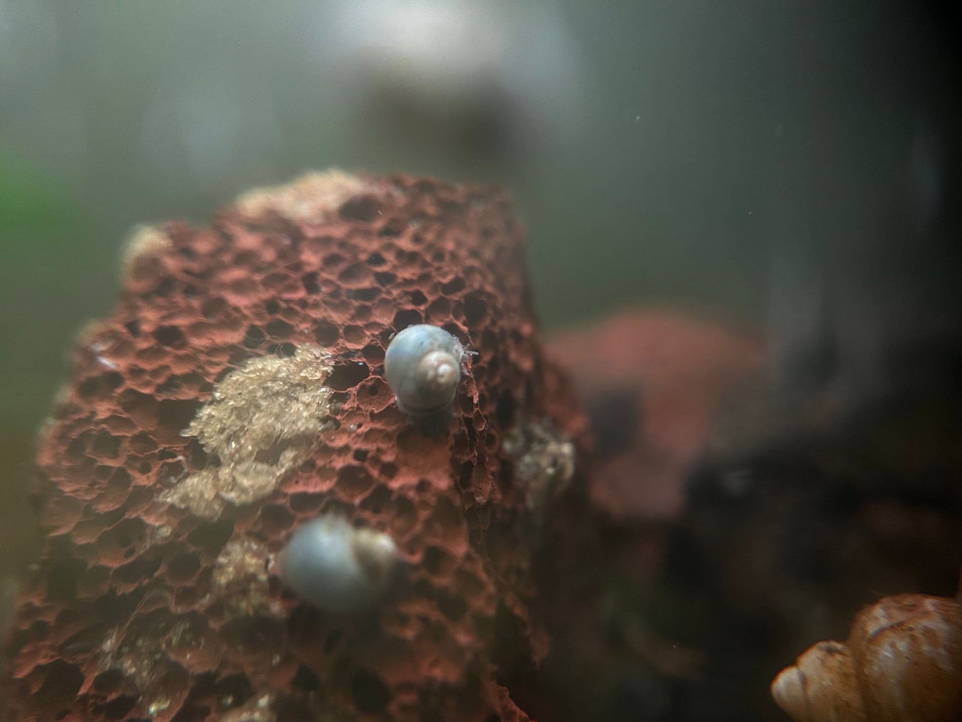 Baby Mystery Snails