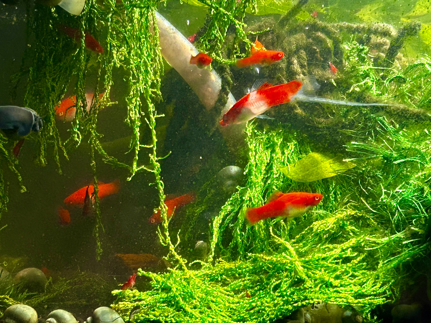 Santa Claus Swordtail Live Freshwater Fish (Xiphophorus hellerii) - Albino Koi Breed