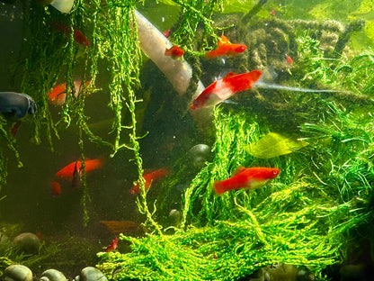 Santa Claus Swordtail Live Freshwater Fish (Xiphophorus hellerii) - Albino Koi Breed