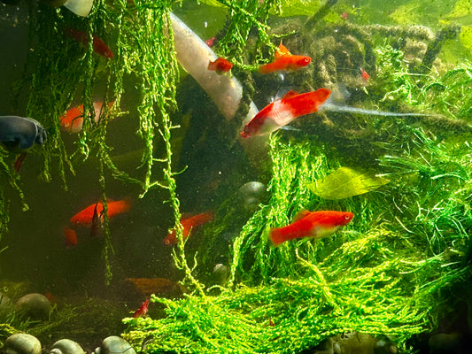 Santa Claus Swordtail Live Freshwater Fish (Xiphophorus hellerii) - Albino Koi Breed