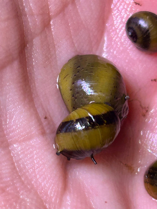 Horned Nerite Snail (Clithon corona / diadema) – Live Freshwater Algae Eating Snail