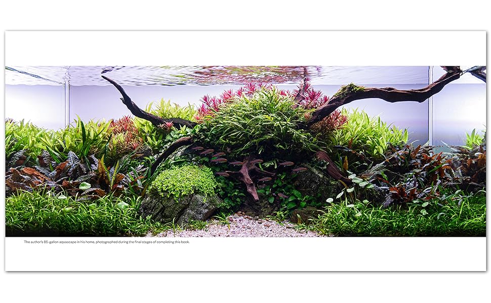 Aquascaping: A Step-by-Step Guide to Planting, Styling, and Maintaining Beautiful Aquariums