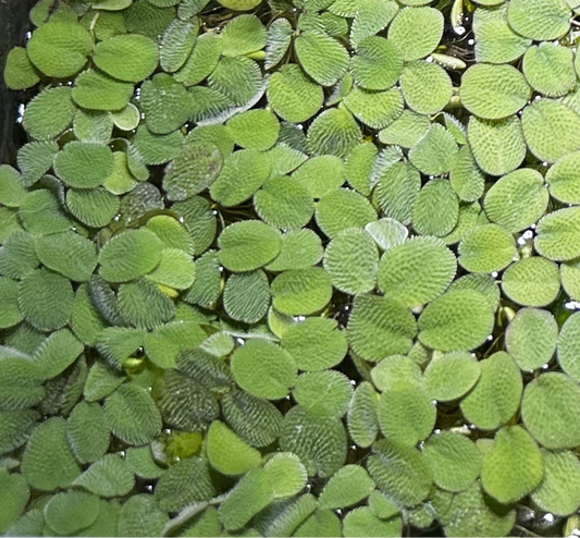 Salvinia Minima (Water Spangles)