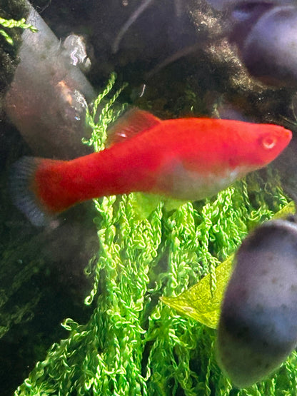 Santa Claus Swordtail Live Freshwater Fish (Xiphophorus hellerii) - Albino Koi Breed