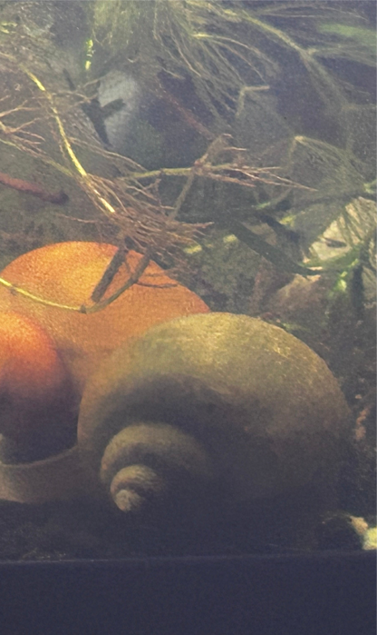 Mystery Snails - Variety of Colors