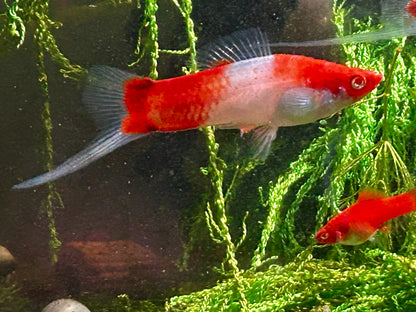Santa Claus Swordtail Live Freshwater Fish (Xiphophorus hellerii) - Albino Koi Breed