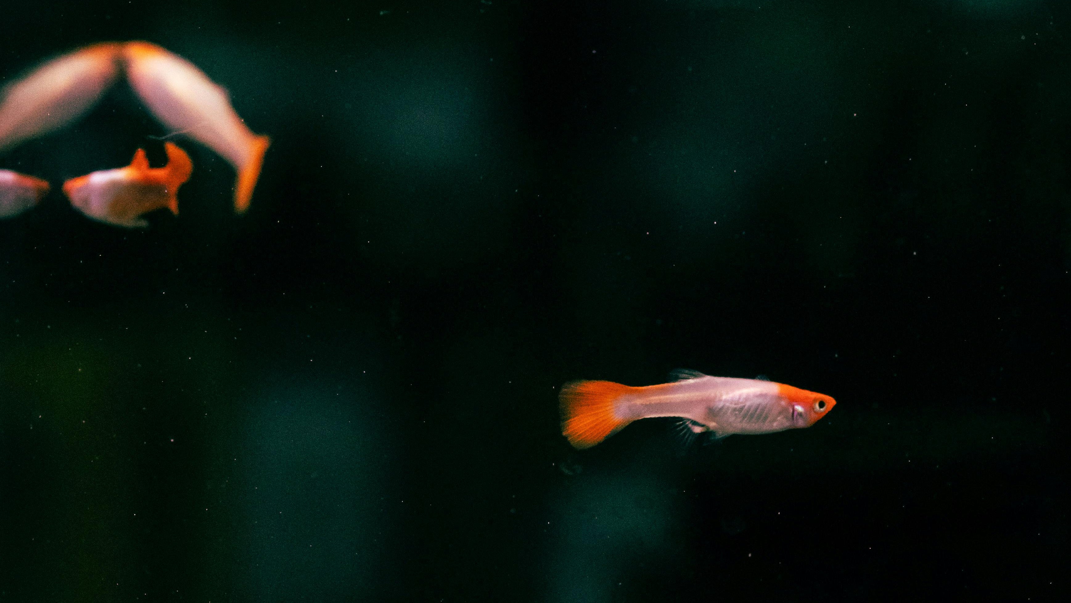 Guppy in a fish tank