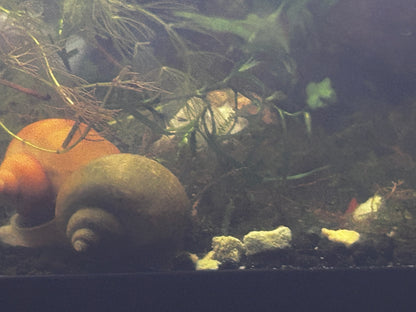 Mystery Snails - Variety of Colors