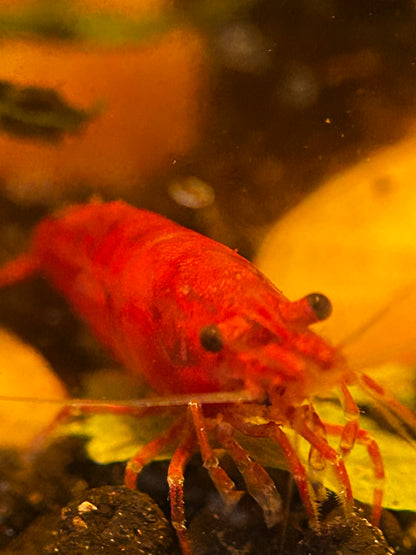Red shrimp in an aquarium setting with blurred background