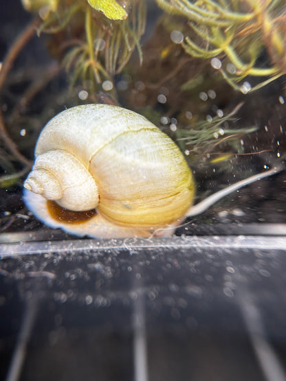 Snail on a glass surface with water droplets and aquatic plants in the background