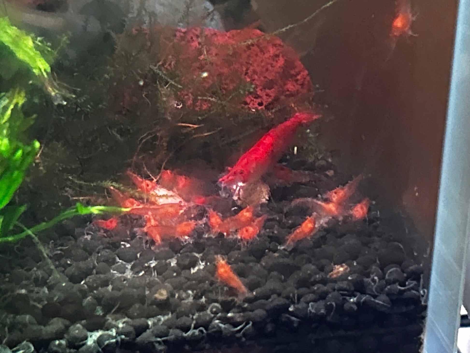 Aquarium with red shrimp and black gravel
