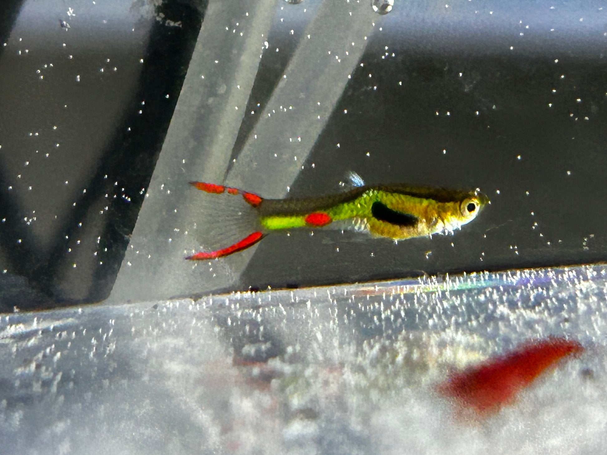 Small fish with red and green colors in a clear container