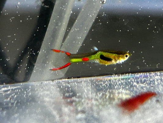 Small fish with red and green colors in a clear container