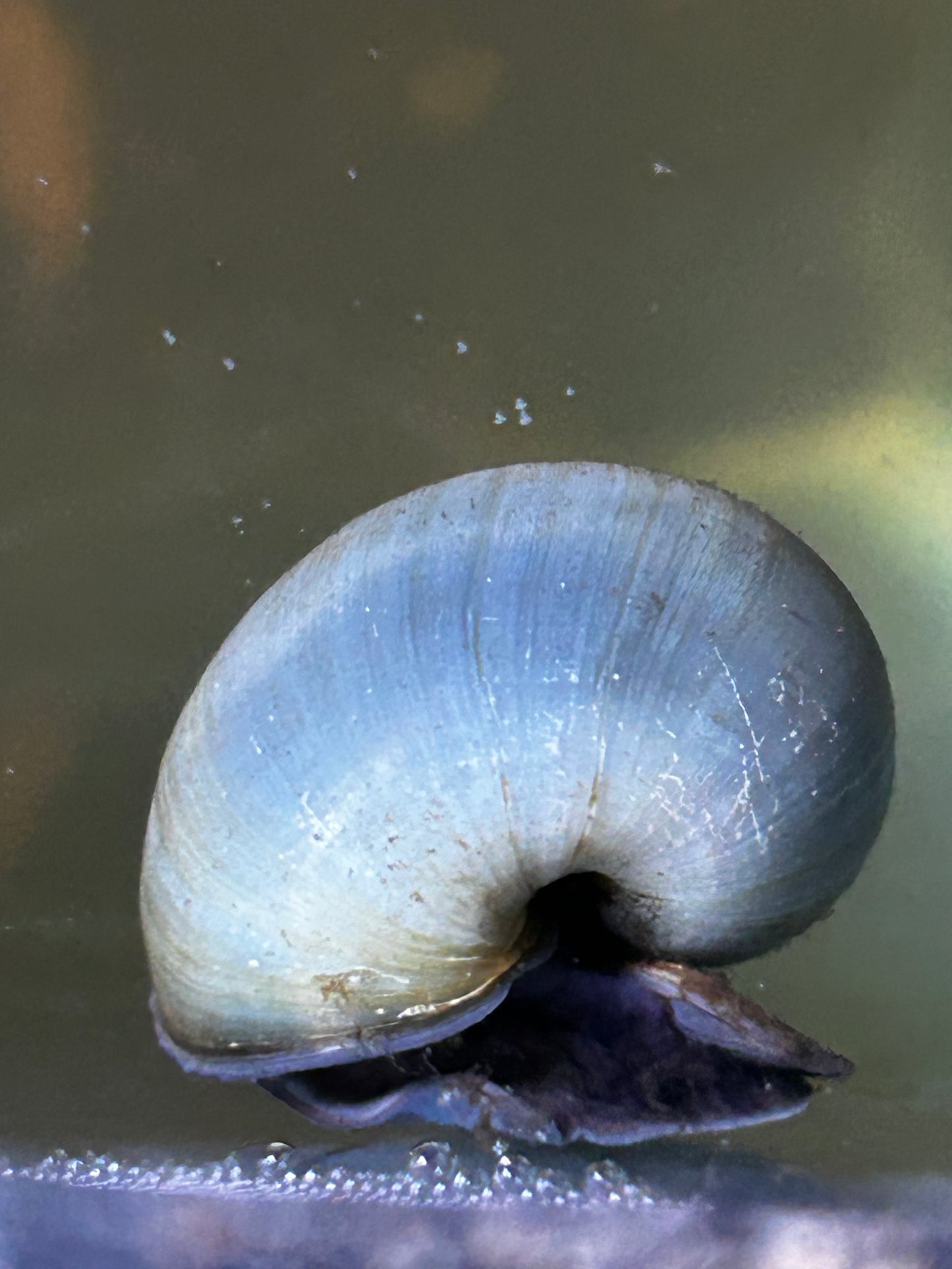 Blue Mystery Snail