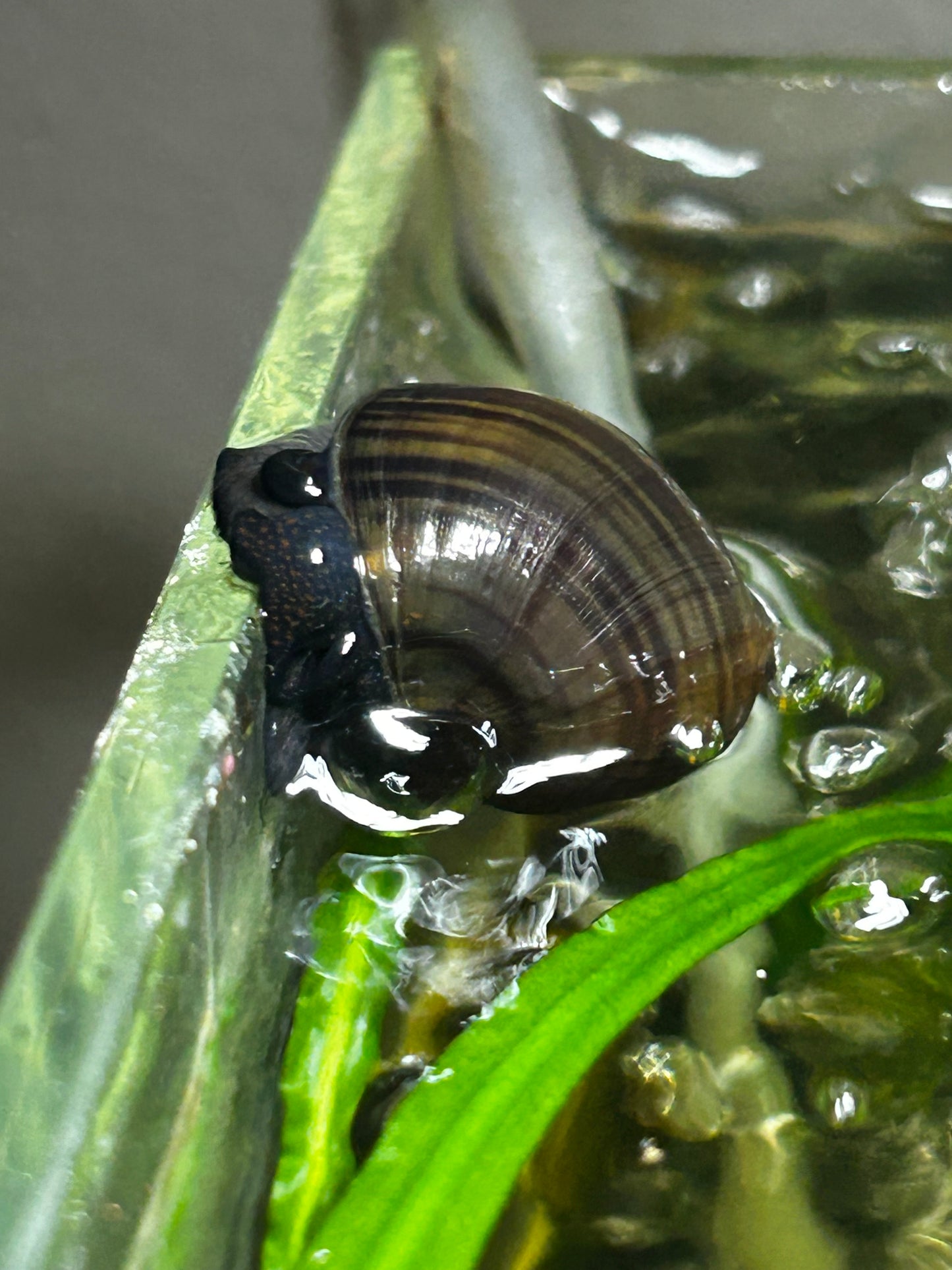 Striped Walnut Mystery Snail