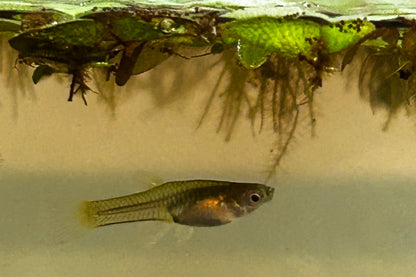 Female Key Lime Endler