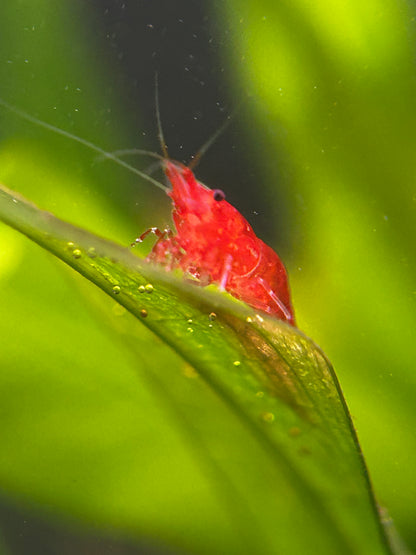 Red Cherry Shrimp