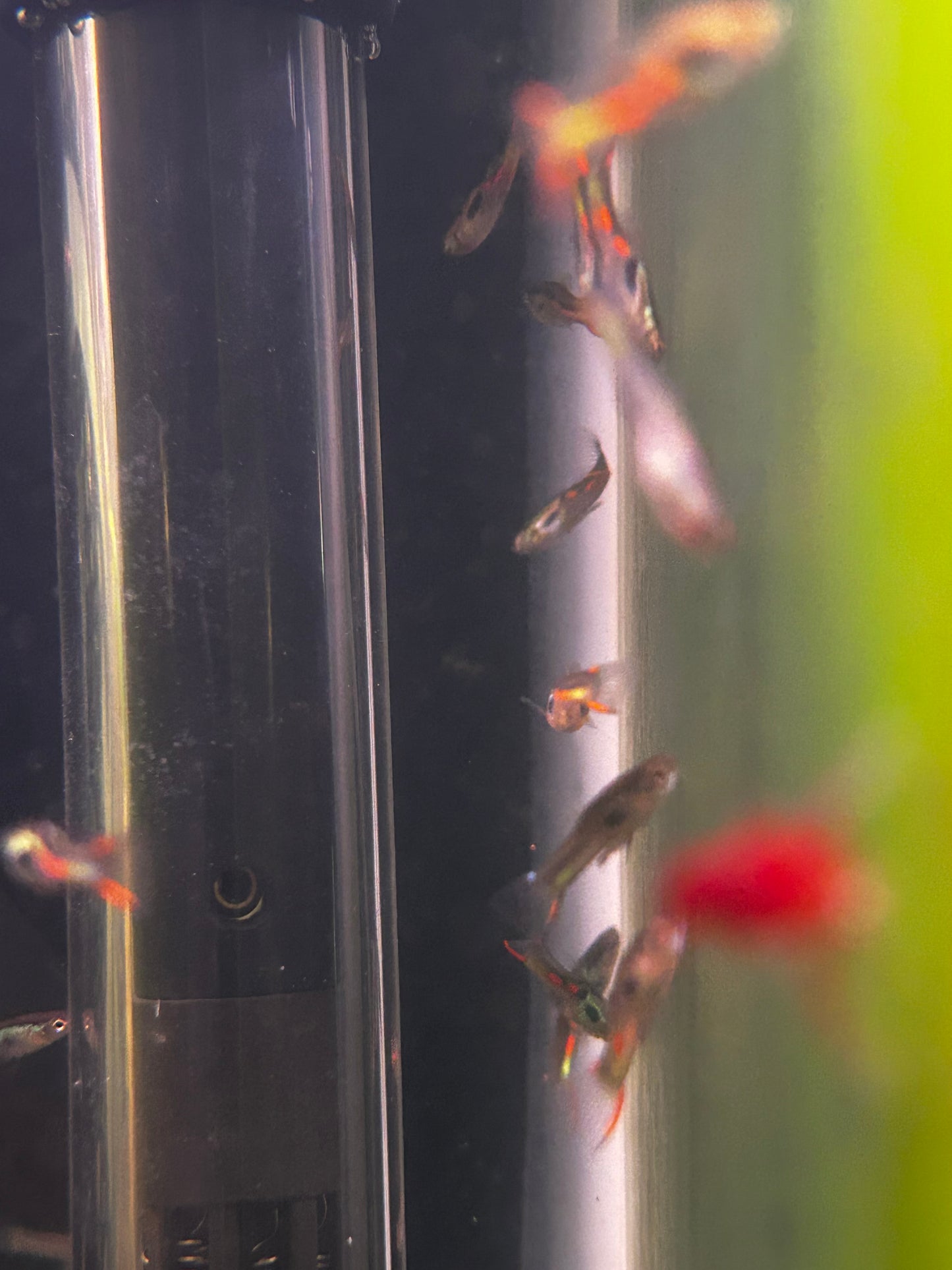 Male Key Lime Endler