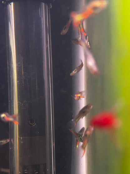 Male Key Lime Endler