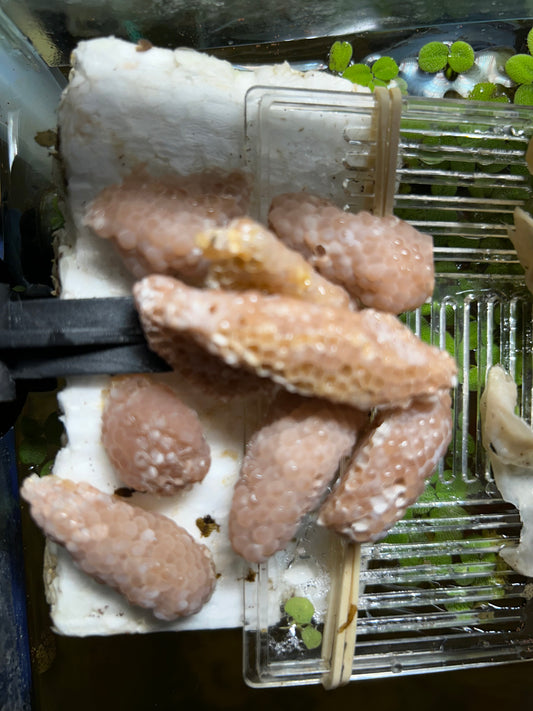 Mystery Snail Egg Clutches