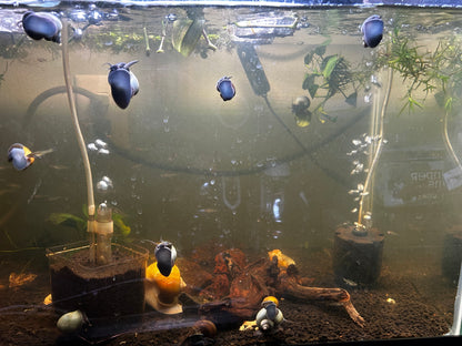 Blue, White, Jade, Gold, and Walnut/Brown Striped Mystery Snails