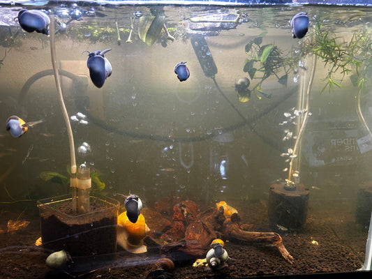 Blue, White, Jade, Gold, and Walnut/Brown Striped Mystery Snails