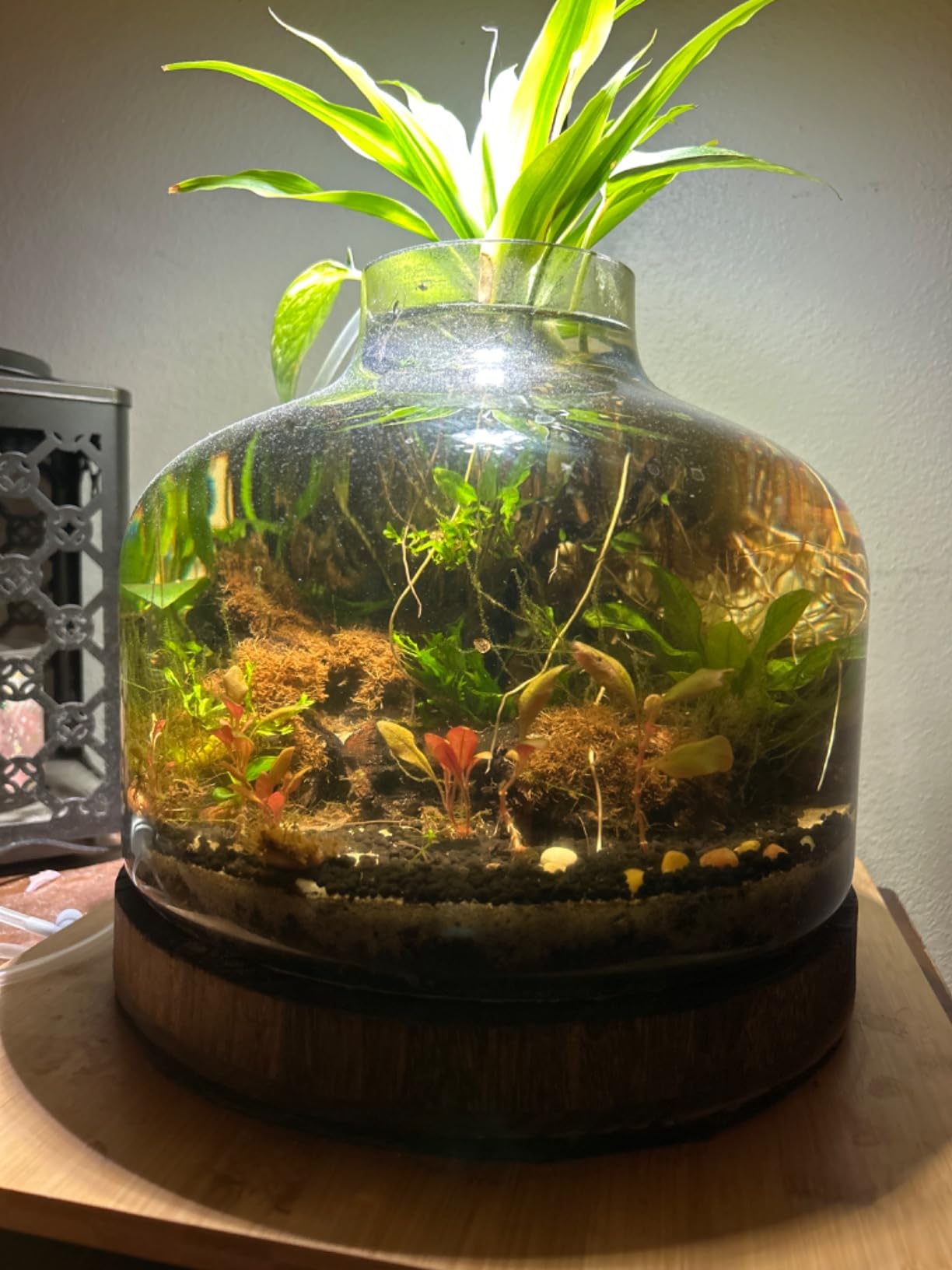 Store Owner  Pondon 2 Gallon image