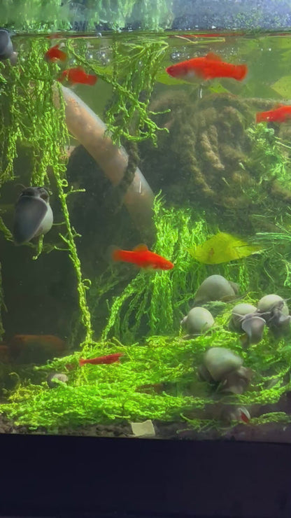 Santa Claus Swordtail Live Freshwater Fish (Xiphophorus hellerii) - Albino Koi Breed