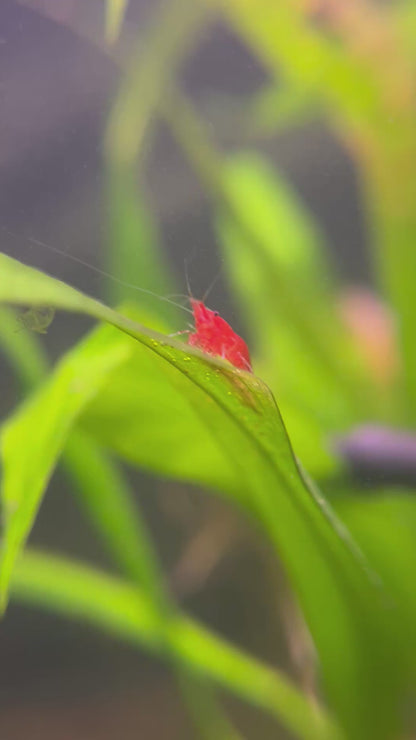 Red Cherry Shrimp
