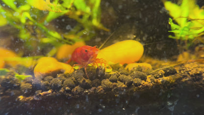 Red Cherry Shrimp